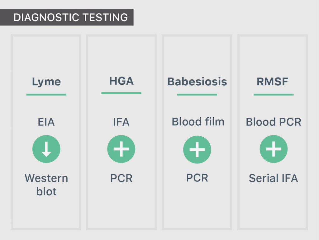 Diagnostic testing of tick bites