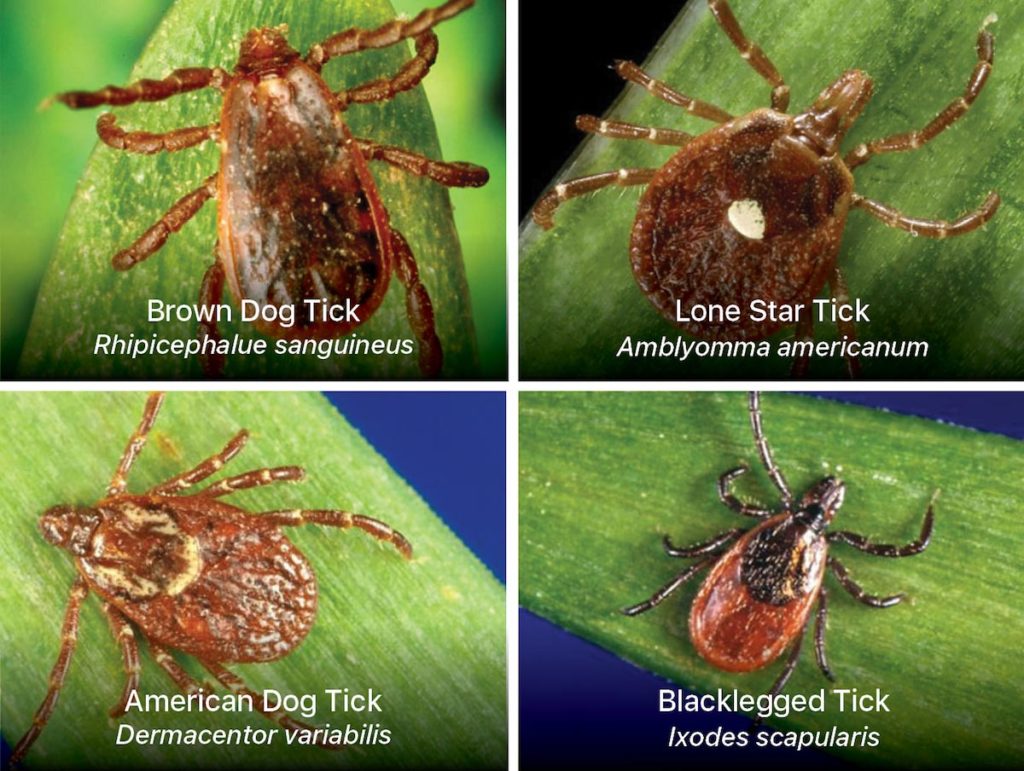 Identification images of four different types of ticks